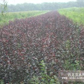 王族海棠，王族海棠价格