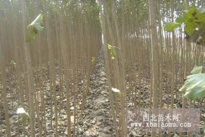 吉林小乘黑楊樹苗 吉林小城黑楊樹苗 吉林小成黑楊