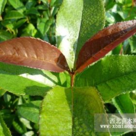 供应利川桂花树苗桂花种子桂花小苗