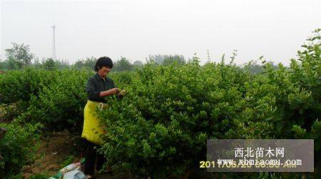 金银花枸杞苗木各种规格