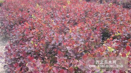 樟子松、云杉、紫葉稠李、刺槐、皂角