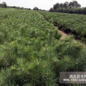 常年低價大量銷售油松,黑松,蒙古櫟,白樺,云杉,五角楓等