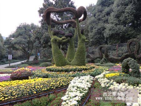 植物造型，菊花造型