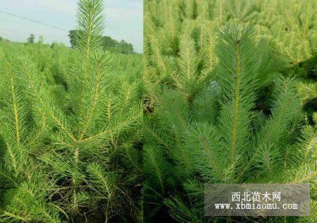 定植樟子松