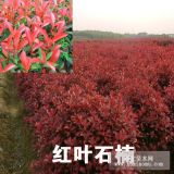 紅葉石楠價格報價，紅葉石楠規(guī)格信息，紅葉石楠資料