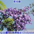 蓝花楹，蓝花楹苗，蓝花楹种苗