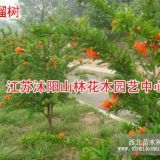 大量銷售：石榴，花石榴，大小規(guī)格石榴樹(shù)(內(nèi)有圖片！