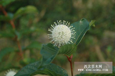 大叶水杨梅