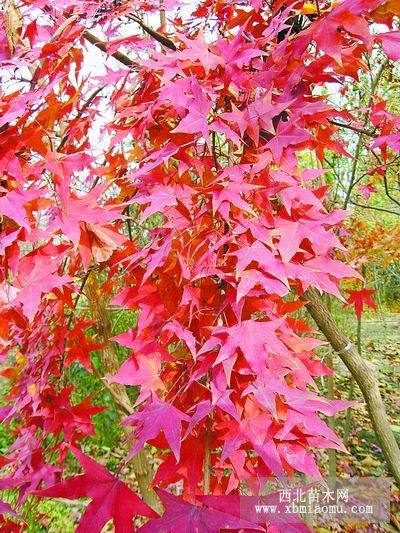 北美海棠 挪威紅楓等綠化樹