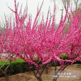 榆叶梅，红瑞木，平顶松，金叶榆,东北连翘