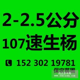 107速生楊苗  2-2.5公分速生楊小苗