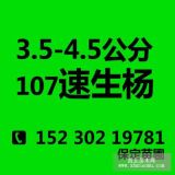 107速生杨 3.5-4.5公分107速生杨