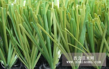 供应50mm足球人造草，广州绿城运动人造草，人造草产品