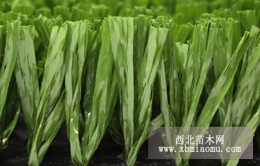 供應(yīng)廣州綠城人造草，50mm足球場草產(chǎn)品