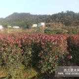 紅葉石楠柱 優(yōu)質供應商 鎮(zhèn)江盛宏景觀植物有限公司