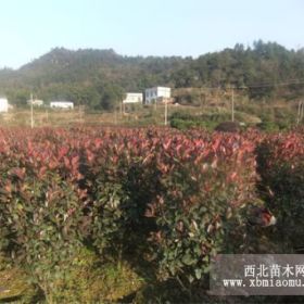 紅葉石楠柱 優(yōu)質(zhì)供應(yīng)商 鎮(zhèn)江盛宏景觀植物有限公司