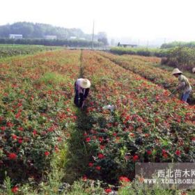 專賣容器苗；金葉女貞紅葉小檗豐花紅帽月季