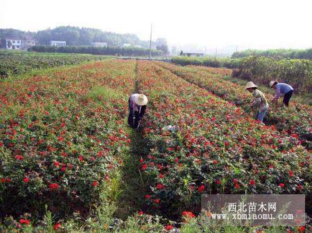 容器苗金葉女貞紅葉小檗