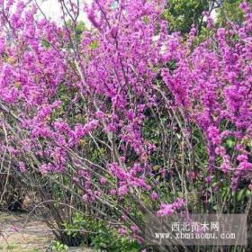 河北花灌木紫荊批發(fā)