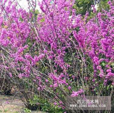 河北花灌木紫荆批发