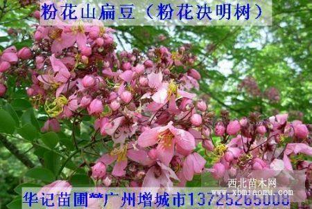 粉花决明苗，黄钟花苗