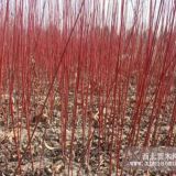 供金葉女貞,小龍柏，瓜子黃楊，衛(wèi)矛劍麻，櫻花，海桐,紅葉小檗