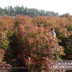 马尾松湿地松木荷杜英枫香红豆杉香樟罗汉松八月桂花