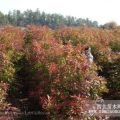 馬尾松濕地松木荷杜英楓香紅豆杉香樟羅漢松八月桂花