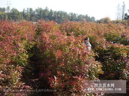 濕地松木荷杜英紅豆杉羅漢松桂花