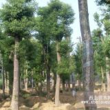 供應(yīng)大量骨架移植大香樟