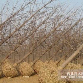 本苗圃常年供应各种规格银杏树实生树