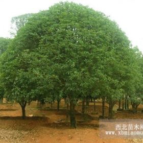 供应全冠移植桂花野生桂花