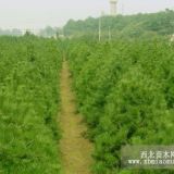 綠化白皮松來陜西藍田找禇鵬飛