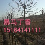 老潘花木场为您推荐2-公分5暴马丁香苗播种小苗