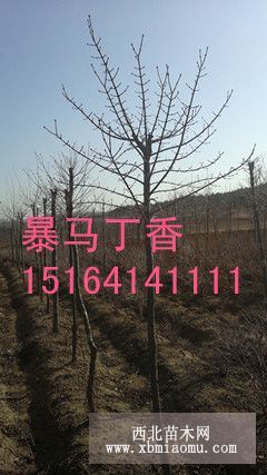 老潘花木场为您推荐2-公分5暴马丁香苗播种小苗