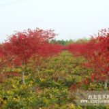 供应桂花，国槐，合欢，黑松，红枫，