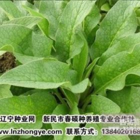 供应俄罗斯饲料菜种根