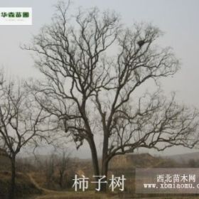 柿子树价格 柿子树基地