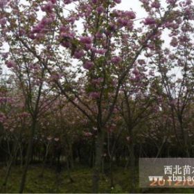 1-10cm櫻花、石楠、紅葉石楠、枇杷、紫薇、金桂、紅葉李