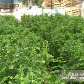 供应红豆杉苗 红豆杉树苗红豆杉大小树南方红豆杉红豆杉种植方法