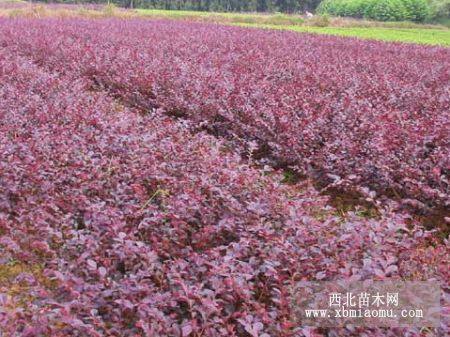 福建泉州永春红花继木