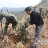 优质香榧苗香榧树香榧子苗嫁接苗容器苗香榧苗价格香榧盆景香榧木