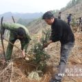 優(yōu)質香榧苗香榧樹香榧子苗嫁接苗容器苗香榧苗價格香榧盆景香榧木