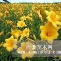 金娃娃萱草 價格：0.08(元/棵)