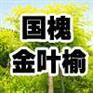 大量低价出售香花槐嫁接苗 国槐 刺槐 朝鲜槐