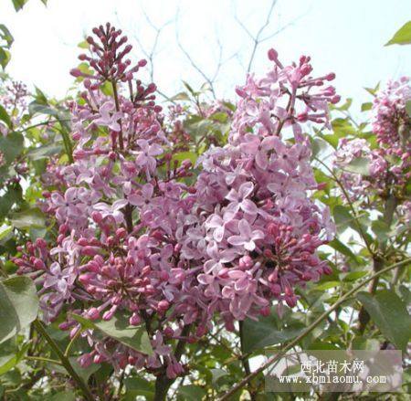 河北花灌木紫荆价格