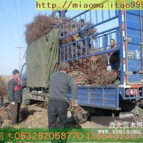 膠東占地葡萄樹北方占地葡萄樹半島占地葡萄樹青煙占地葡萄樹