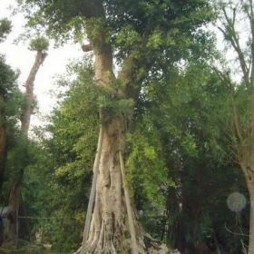 漳州小叶榕产地,福建小叶榕生产供应商,广东小叶榕