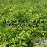 盆裝爬山虎200萬(wàn)盆自產(chǎn)自銷(xiāo)河北固安芳草園林綠化苗圃場(chǎng)