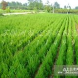 供应大量15-200cm蜀桧.蜀桧价格.塔柏价格.蜀桧图片